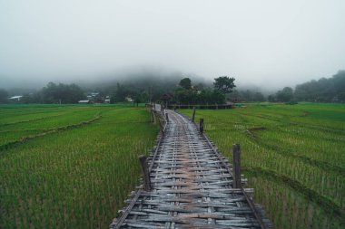 Yeşil pirinç tarlaları pirinç tarlaları, pirinç tarlaları ve dağlar