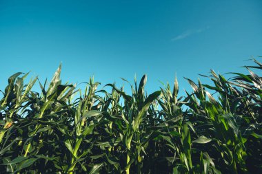 Yeşil pirinç tarlaları pirinç tarlaları, pirinç tarlaları ve dağlar