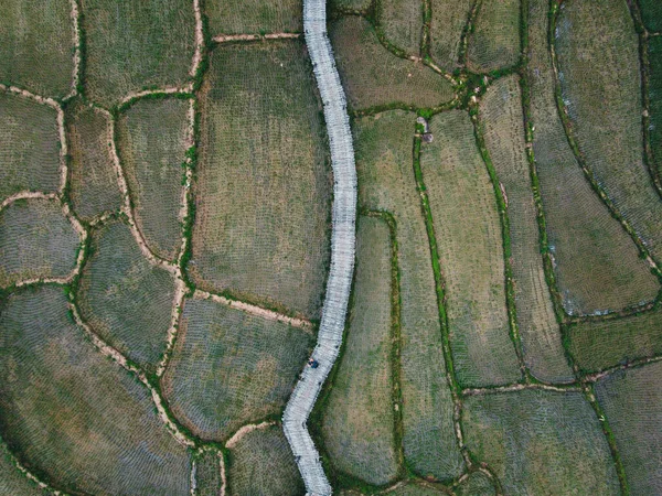 Зелені Рисові Поля Види Рисових Полів Рисові Поля Гори — стокове фото