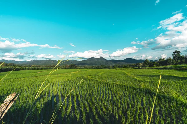 Зелені Рисові Поля Види Рисових Полів Рисові Поля Гори — стокове фото