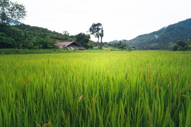 Pirinç tarlaları Pirinç tarlalarında sular yağmur mevsiminde ekiliyor.