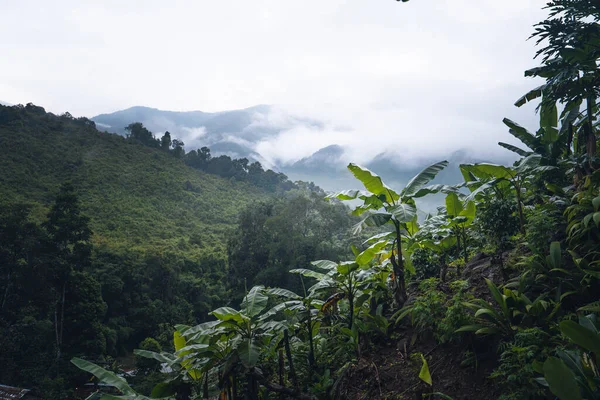バナナの木や山 雨の日 — ストック写真
