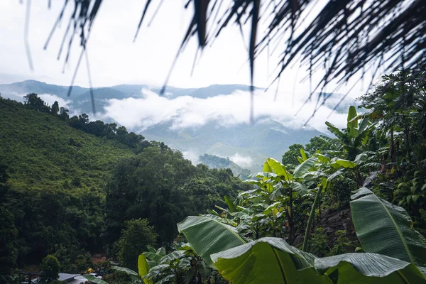 バナナの木や山 雨の日 — ストック写真