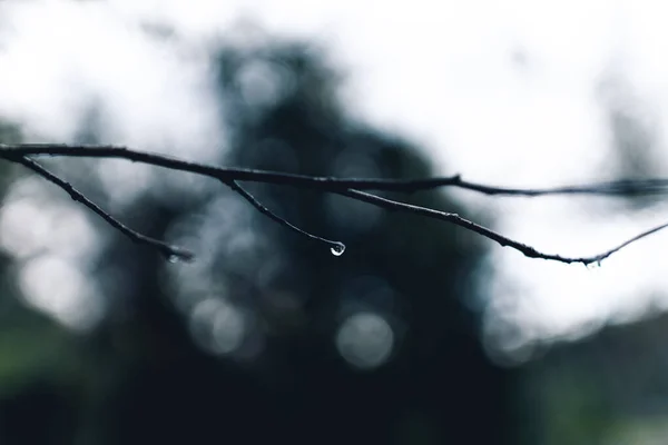 雨后落在树枝上的水滴 — 图库照片