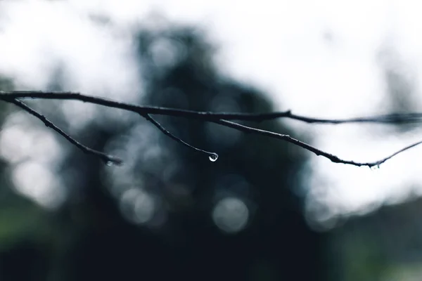 falling water droplets on the branches after the rain