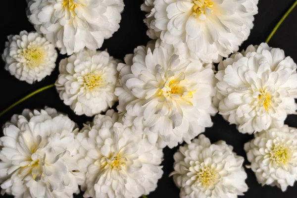 flower- White flowers on paper White flower background