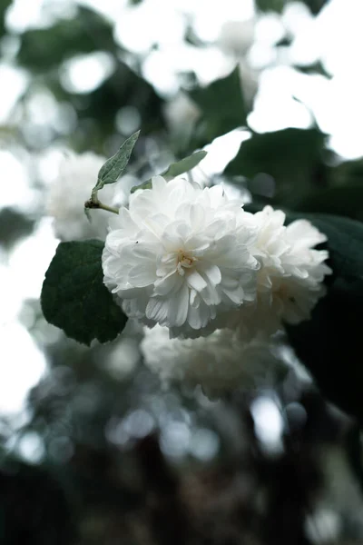 雨の中で自然の中で白い花ムーディートーン — ストック写真