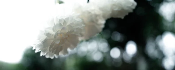 Witte Bloemen Natuur Regen Humeurige Toon — Stockfoto