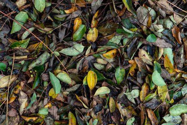 Falling Leaves Yellow Leaves Rain Drops Yellow Leaves — Stock Photo, Image