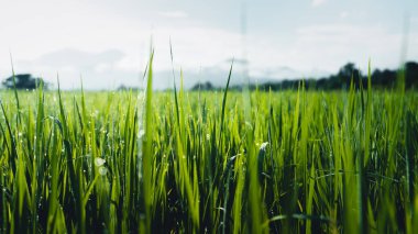 Yağmur mevsiminde yeşil pirinç tarlaları Kırsal kesimde