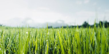 Yağmur mevsiminde yeşil pirinç tarlaları Kırsal kesimde