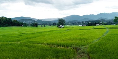 Yağmur mevsiminde yeşil pirinç tarlaları Kırsal kesimde