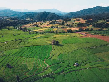 Yeşil pirinç tarlaları yukarıdan kırsal kesimden