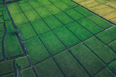Yeşil pirinç tarlaları yukarıdan kırsal kesimden