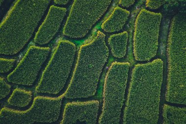 Yeşil pirinç tarlaları yukarıdan kırsal kesimden
