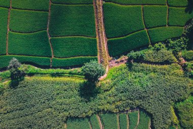 Yeşil pirinç tarlaları yukarıdan kırsal kesimden