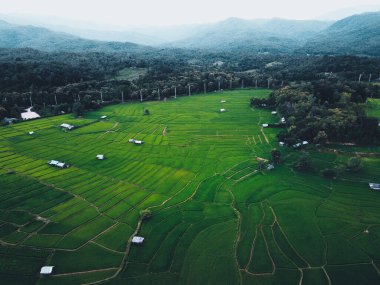 Yeşil pirinç tarlaları yukarıdan kırsal kesimden