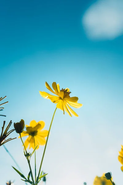 Flores Amarillas Por Mañana Verano — Foto de Stock