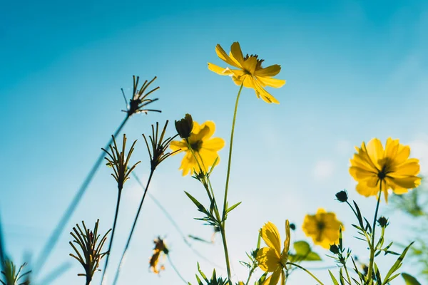 Flores Amarillas Por Mañana Verano — Foto de Stock