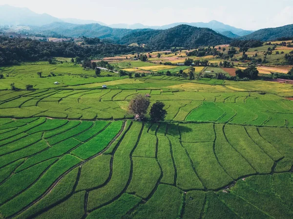 Green Rice Fields Countryside — Stock Photo, Image
