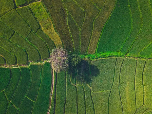 Campos Arroz Verde Desde Arriba Campo — Foto de Stock