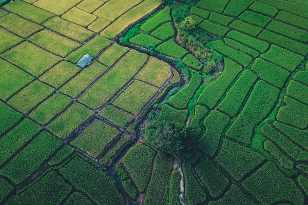 Yeşil pirinç tarlaları yukarıdan kırsal kesimden