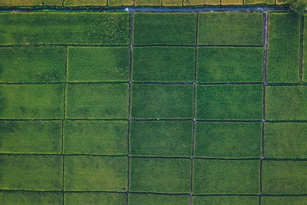 Campos Arroz Verde Desde Arriba Campo —  Fotos de Stock