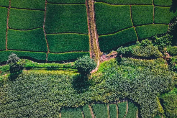 Yeşil pirinç tarlaları yukarıdan kırsal kesimden