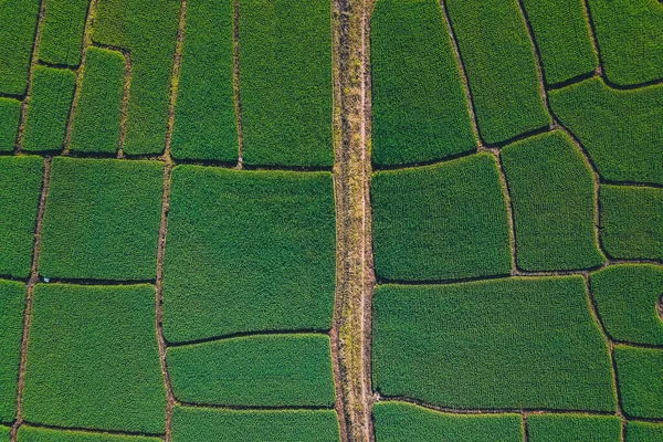 Campos Arroz Verde Desde Arriba Campo — Foto de Stock