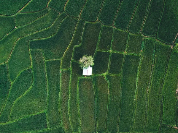 Зелені Рисові Поля Зверху Сільській Місцевості — стокове фото