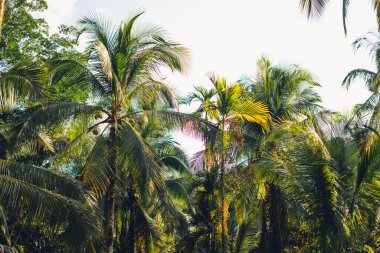 Bulutlu Gökyüzüne Karşı Hindistan cevizi palmiye ağaçlarının alçak açılı görüntüsü