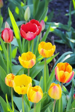 Lale sarı ve kırmızı çiçek-yatakta Nisan ayında. Kırmızı ve Sarı Lale parkta dikti. Bahar bahçe. Renkli Lale çiçek yatakta. Peyzaj tasarımı