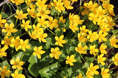 Caltha palustris bataklık içinde büyüyen. Bahar çiçekleri. Marsh Marigold çiçek kapatın. Marsh Marigold sarı çiçekler. Altın rengi bitkiler erken baharda sel sırasında nehir tarafından