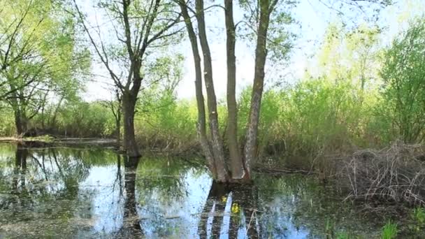 Landschaft Mit Überschwemmungen Sumpfgebiet Frühjahr Frühjahrsansicht Wasserlandschaft Überschwemmung Mit Weiden — Stockvideo