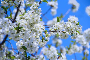 Kiraz çiçek açması ağaç bahar. Kiraz çiçeği bahar. Kiraz ağacının beyaz çiçekler. Bahar