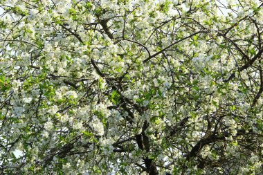 Kiraz çiçek açması ağaç bahar. Kiraz çiçeği bahar. Kiraz ağacının beyaz çiçekler. Bahar