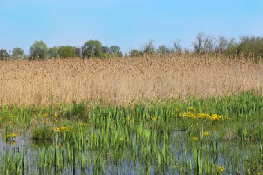 Caltha palustris bataklık içinde büyüyen. Bahar çiçekleri. Marsh Marigold çiçek. Marsh Marigold sarı çiçekler. Çiçekli altın renkli bitkiler erken baharda sel sırasında ırmak
