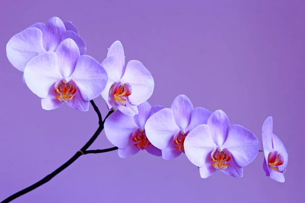 Orquídea Rosa Rama Flor Decorativa Floreciente Hermosas Flores Tiernas — Foto de Stock