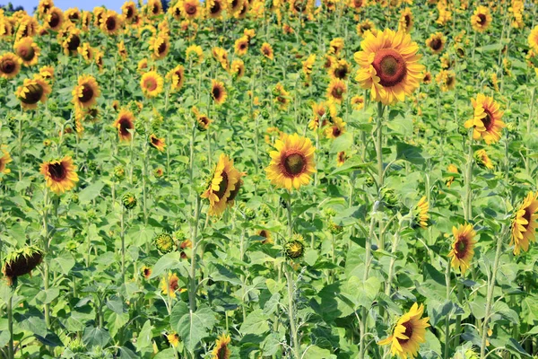 Field of blooming sunflowers. Sunflower field. Ripe sunflowers field in summer