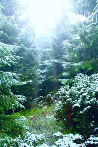 Foresta Verde Densa Con Abeti Dopo Prima Neve Anno Deboli — Foto Stock