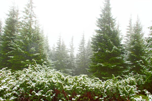 Πυκνό Πράσινο Δάσος Έλατα Μετά Πρώτο Χιόνι Στο Έτος Ζοφερή — Φωτογραφία Αρχείου