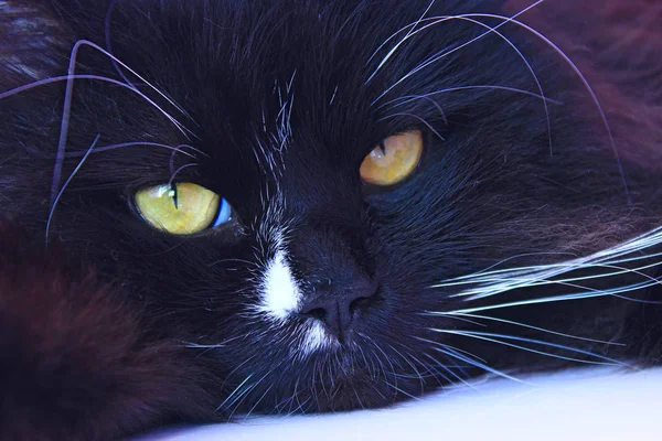 Focinho Gato Preto Fecha Colocação Animal Estimação Doméstico Ter Descanso — Fotografia de Stock