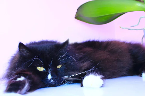 Черная Кошка Лежит Розовом Нежном Фоне Домашний Питомец Отдыхает Домашнее — стоковое фото