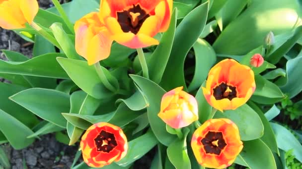 月の花壇に黄色と赤のチューリップ 赤と黄色のチューリップは 庭に植えた 春の庭 花壇に色とりどりのチューリップ 庭の美しい春の花チューリップ — ストック動画