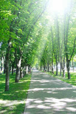 Güzel şehir parkı mesire yolu banklar ve büyük yeşil ağaçlar. Şehir Parkı bahar. İnsanlar eğlence Bölgesi'nde dinlenin. Güneşli ışınları ağaç yaprakları ile parkta kırmak.