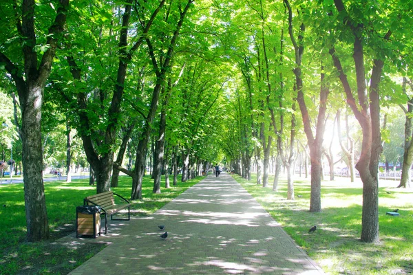 Gyönyörű Városi Park Sétány Padok Nagy Zöld Fák Városliget Tavasszal — Stock Fotó