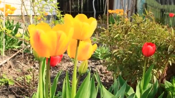 Tulipanes Amarillos Rojos Lecho Flores Abril Tulipanes Rojos Amarillos Plantados — Vídeo de stock