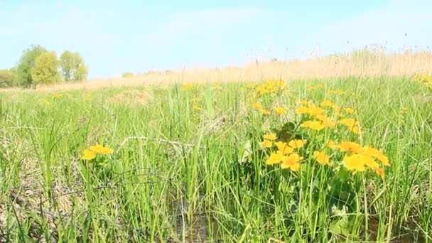 Caltha Palustris 生长在沼泽中 春天的花朵 沼泽万寿菊花 黄花的沼泽万寿菊 水淹期早春开花金色植物 — 图库视频影像