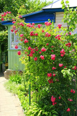 Narin çiçek gül çiçek Bahçe house yakınındaki tırmanma. Güzel güller evin yakınlarında büyüyor. Pembe gül çiçek Bahçe. Büyük bush çiçek. Çiçek gül bush tırmanma