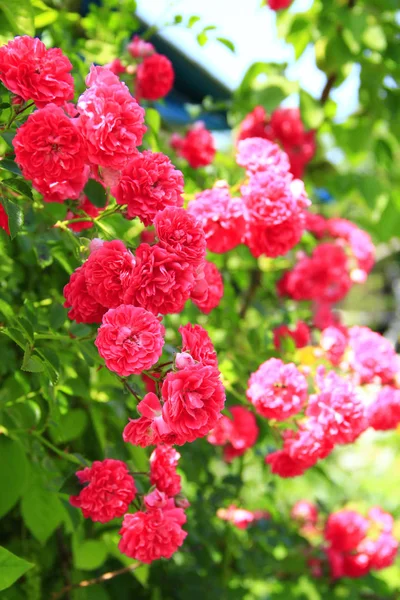 Flores Delicadas Rosa Trepadora Florecen Jardín Cerca Casa Hermosas Rosas —  Fotos de Stock